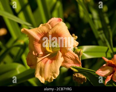 Hemerocallis "Janice Brown" Foto Stock