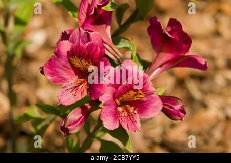 Alstroemeria Adonis Foto Stock