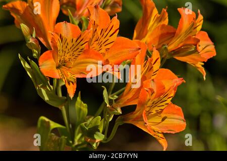 Alstroemeria 'Orange Supreme' Foto Stock