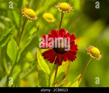 Helenium 'Hot Lava' Foto Stock