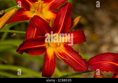 Hemerocallis Stafford Foto Stock