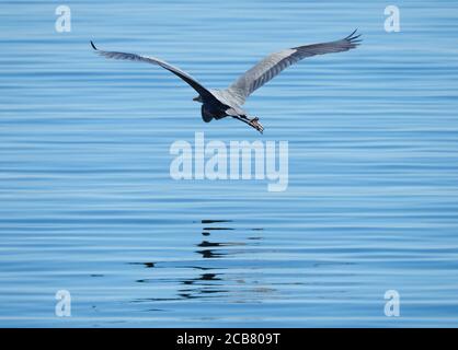 Un grande airone blu si trova sopra la bella calma Blu Acqua di una baia in Florida Foto Stock