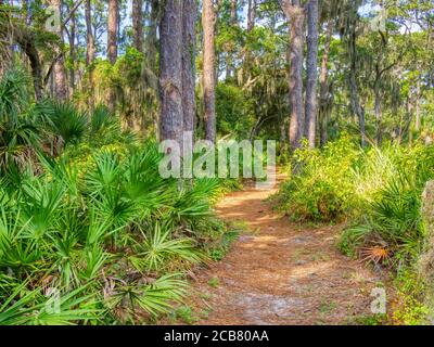 South Creek Nature Trail nel parco statale Oscar Scherer Osprey Florida negli Stati Uniti Foto Stock