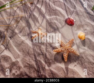 Starfish e conchiglie su sfondo di spiaggia sabbiosa con spazio di copia Foto Stock