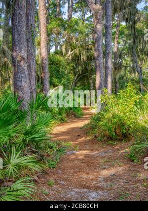 South Creek Nature Trail nel parco statale Oscar Scherer Osprey Florida negli Stati Uniti Foto Stock