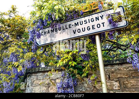 CARTELLO VOUGEOT CHAMBOLLE MUSIGNY Road sulla Route des Grands Crus per Chambolle-Musigny e Vougeot circondato da glicine Cote d'Or Borgogna Francia Foto Stock