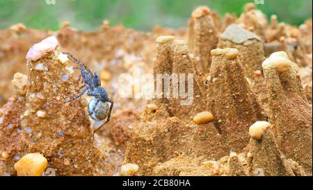 Focus Stacked Panorama di una femmina Spider con sacco di uovo in una favola come eroded Landscape, Sandple Foto Stock