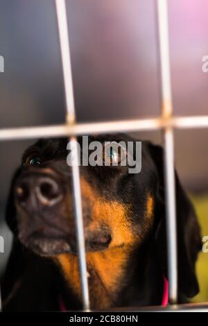 dachshund cane razza nella gabbia metallica presso la clinica Foto Stock