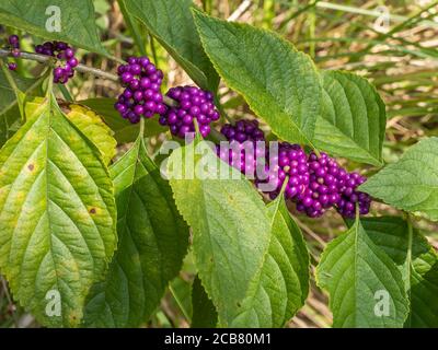 American Beauty Berry) che cresce in Oscar Sherer state Park in Osprey Florida Stati Uniti naturale, natura Foto Stock