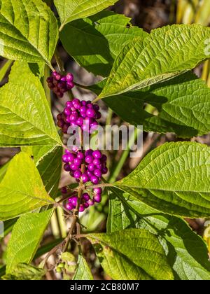 American Beauty Berry) che cresce in Oscar Sherer state Park in Osprey Florida Stati Uniti naturale, natura Foto Stock