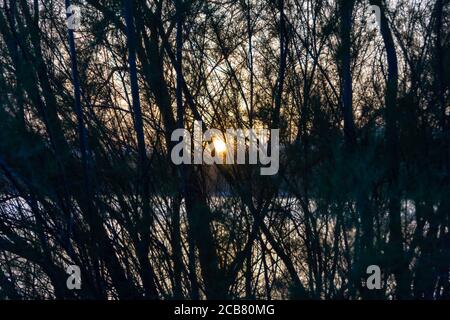 Vista del tramonto sul lago attraverso i rami della alberi Foto Stock