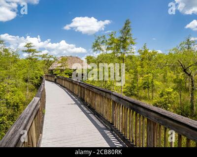 Passeggiata sul lungomare attraverso gli alberi di cipresso il Kirby Storter Roadside Park in Big Cypress Preserve nella Florida meridionale degli Stati Uniti Foto Stock