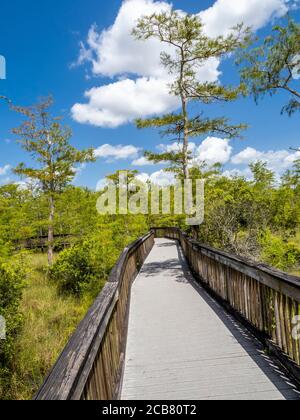 Passeggiata sul lungomare attraverso gli alberi di cipresso il Kirby Storter Roadside Park in Big Cypress Preserve nella Florida meridionale degli Stati Uniti Foto Stock