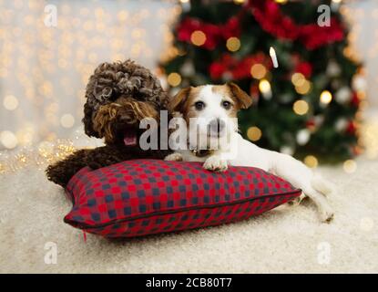 Due cani carini sotto le luci dell'albero di natale. Jack russell e poodle su un cuscino a scacchi. Foto Stock