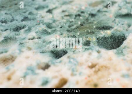 Rhizopus (pane stampo) è un genere di comuni funghi saprofiti, foto macro Foto Stock