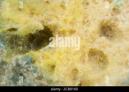 Rhizopus (pane stampo) è un genere di comuni funghi saprofiti, foto macro Foto Stock