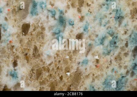 Rhizopus (pane stampo) è un genere di comuni funghi saprofiti, foto macro Foto Stock