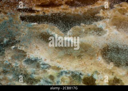 Rhizopus (pane stampo) è un genere di comuni funghi saprofiti, foto macro Foto Stock