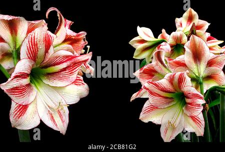 Messa a fuoco immagine impilata di Amaryllis rosso e bianco dopo il Pioggia isolata su nero Foto Stock