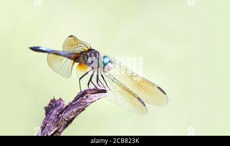 Primo piano Focus Stacked immagine di una Dragonfly Blue Dasher con Uno sfondo verde fuori fuoco Foto Stock