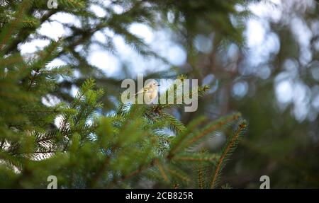 goldcrest seduto sul ramoscello d'abete Regulus regulus più piccolo songbird europeo nell'habitat naturale. Il goldcrest è un uccello passerino molto piccolo dentro Foto Stock