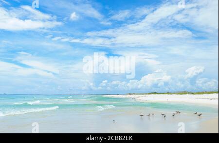 Panorama della bellissima spiaggia di sabbia bianca della Florida Costa del Golfo in un giorno nuvoloso Foto Stock