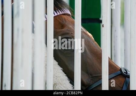 Un corridore attende che le bancarelle si aprano all'ippodromo di Lingfield Park, Surrey. Foto Stock