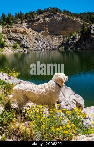 Cane Golden Retriever color platino; Hymenopappus filifolius; Asteraceae; Famiglia di girasole; Maiden polveroso; fiori selvatici in fiore, Cava di marmo; Foto Stock