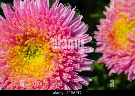 Cina Aster Callistephus chinensis 'Super Princess' fiore Foto Stock