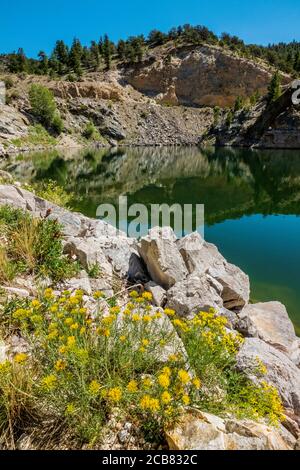 Hymenopappus filifolius; Asteraceae; Famiglia di girasole; Maiden polveroso; fiori selvatici in fiore, cava di marmo Gulch; Ute Trail; CR 184; vicino Turret; Colora Foto Stock