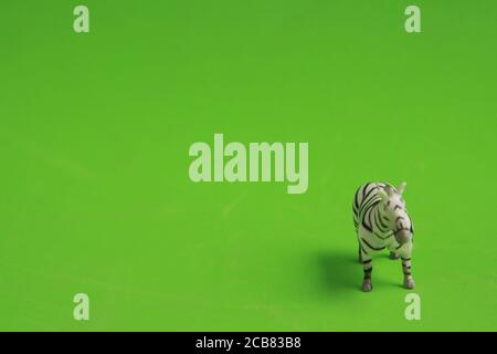 Primo piano di zebra giocattolo miniatura isolato su sfondo verde con spazio per la copia Foto Stock