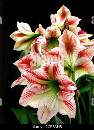 Fiori di Amaryllis gialli e rossi isolati su bianco Foto Stock