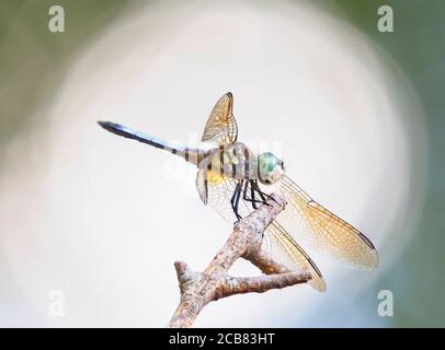 Un'immagine impilata di Closeup Focus di una Dragonfly Blue Dasher Retroilluminata da luce naturale Foto Stock