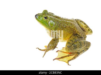 Messa a fuoco impilata Closeup immagine di un enorme Bullfrog americano seduta Isolato su bianco Foto Stock