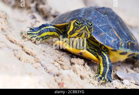 Messa a fuoco immagine di un'immatura tartaruga di un comune Cooter Foto Stock