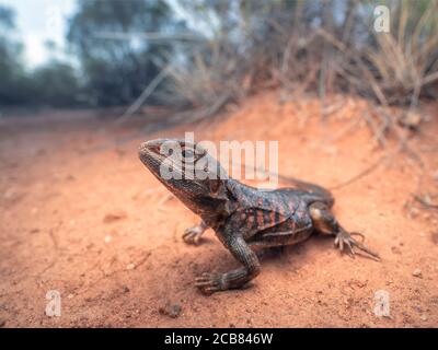 Drago dipinto in habitat mallee, Australia Foto Stock