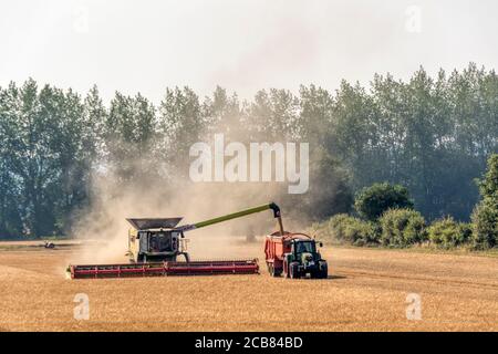 Mietitrebbia che lavora e scaricano la granella su un trattore e su un rimorchio a Norfolk, Regno Unito. Foto Stock