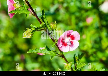 Fiore di mallow di Capo, Anisodontea capensis. Foto Stock