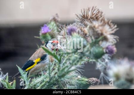 Goldfinch, Carduelis carduelis, che si nuce su un grande tamburo, seccando i semi. Foto Stock