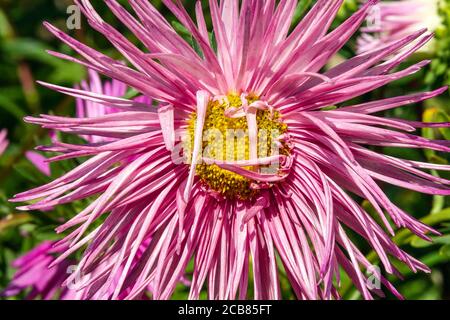 Callistephus chinensis China Aster Needle Foto Stock