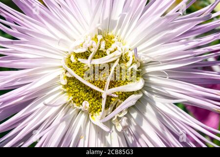 Callistephus chinensis China Aster Needle Foto Stock