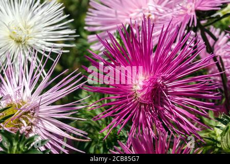 Callistephus chinensis China Aster Needle Foto Stock