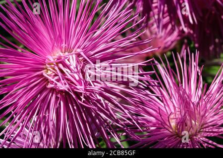 Callistephus chinensis China Aster Needle Foto Stock