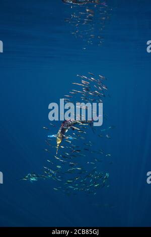 Caccia al marlin spogliato e alimentazione in un bajitball a Magdalena Bay, Baja California sur, Messico. Foto Stock