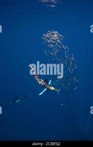 Caccia al marlin spogliato e alimentazione in un bajitball a Magdalena Bay, Baja California sur, Messico. Foto Stock