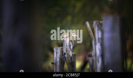 Due Prati Pipit Anthus pratensis su un palo di legno in un polder in ceco. La foto migliore Foto Stock