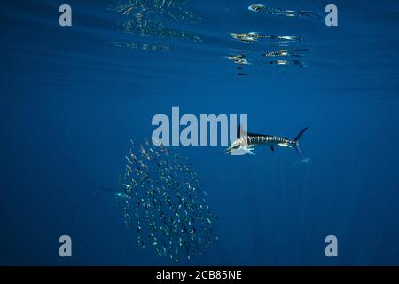 Caccia al marlin spogliato e alimentazione in un bajitball a Magdalena Bay, Baja California sur, Messico. Foto Stock