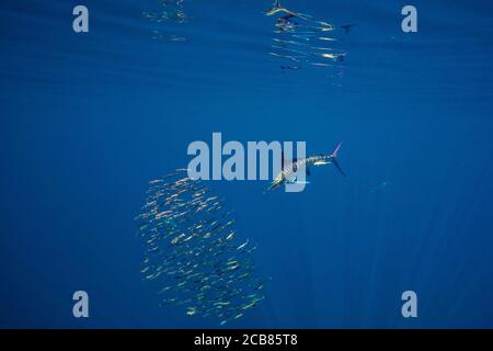 Caccia al marlin spogliato e alimentazione in un bajitball a Magdalena Bay, Baja California sur, Messico. Foto Stock