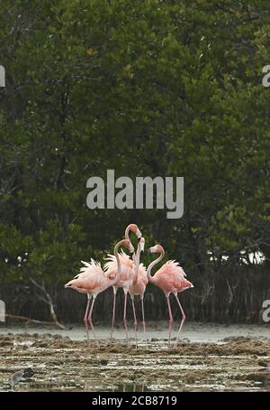 Fenicotteri (fenicotteri ruber) adulti esposti da mangrovie penisola di Zapata, Cuba Marzo Foto Stock