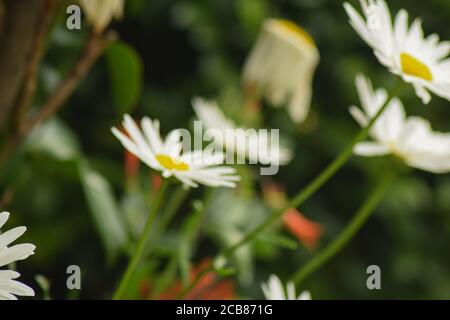 Margarite da un giardino in una sessione di primavera Foto Stock